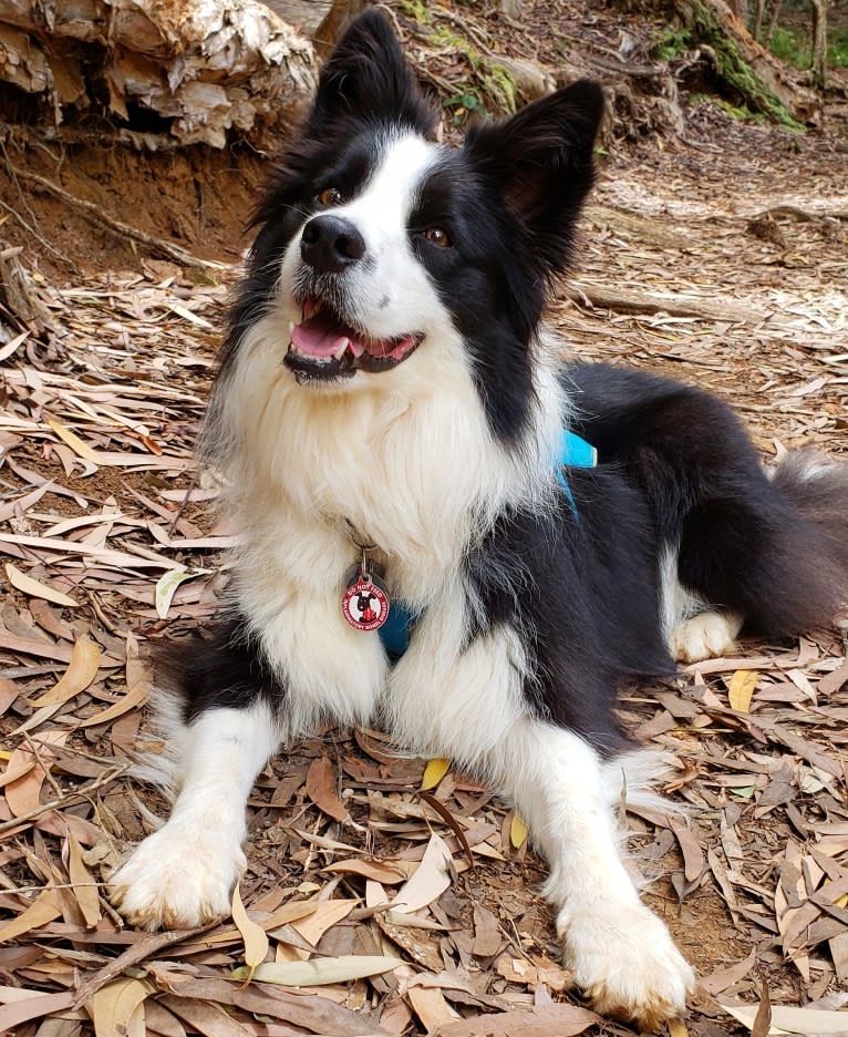 Kida, a Border Collie tested with EmbarkVet.com