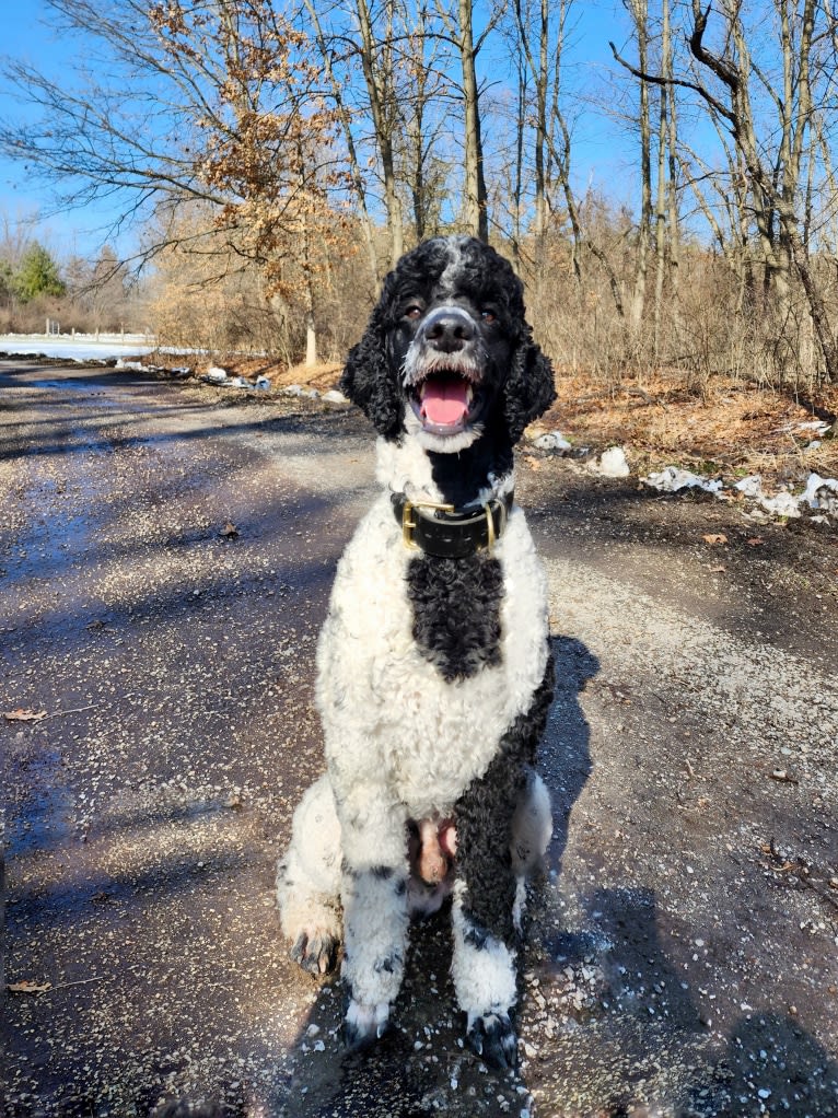 Archie, a Poodle tested with EmbarkVet.com