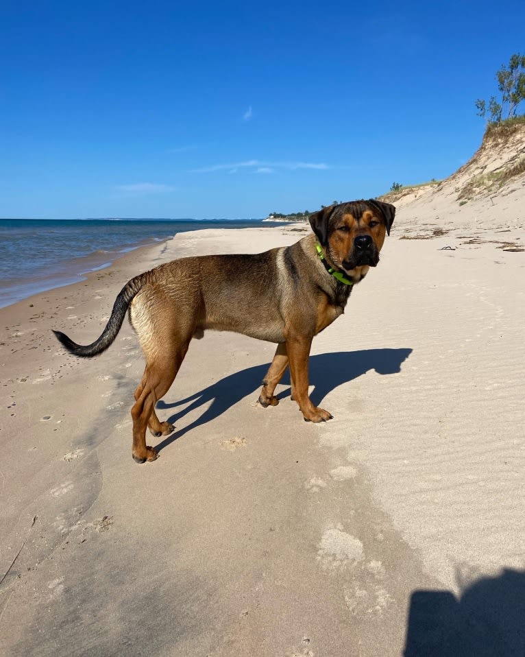 Lenny, a Rottweiler and American Pit Bull Terrier mix tested with EmbarkVet.com