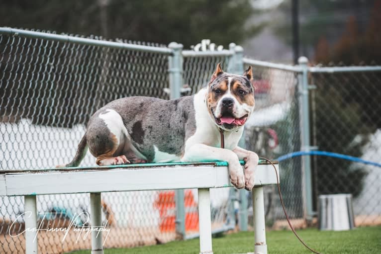 Koda, an American Bully tested with EmbarkVet.com