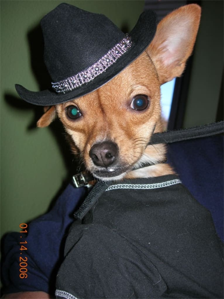 Stevie, a Chihuahua and American Eskimo Dog mix tested with EmbarkVet.com