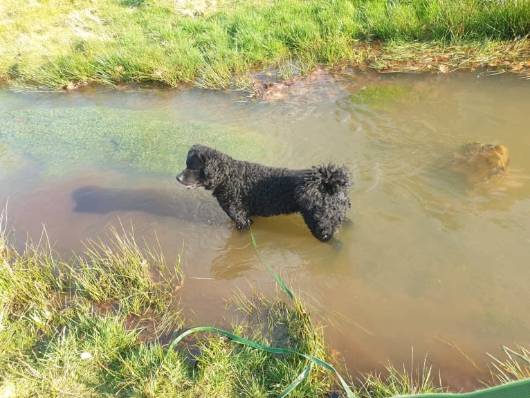 Beer, a Wetterhoun tested with EmbarkVet.com