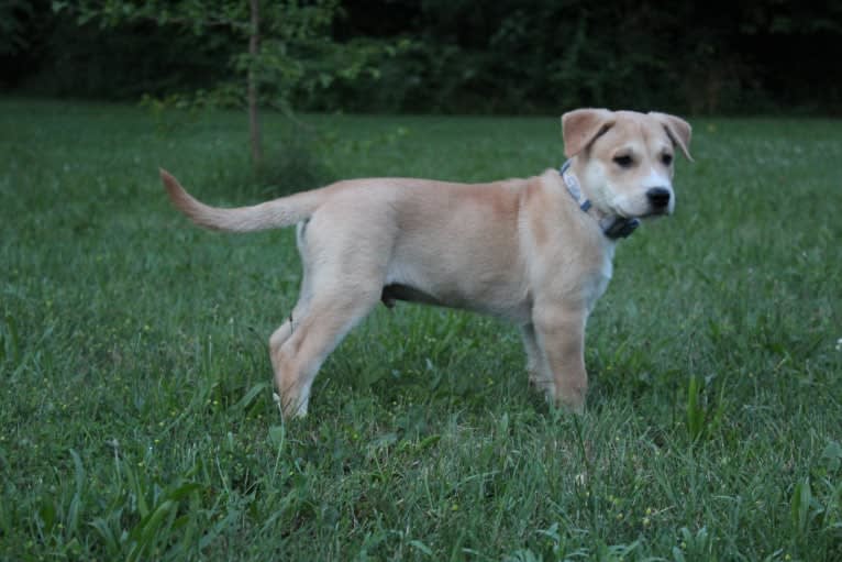 Loomy, a Carolina Dog tested with EmbarkVet.com