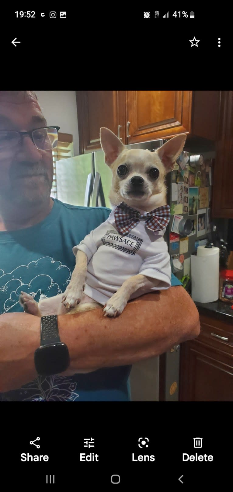 Boomer, a Chihuahua and Rat Terrier mix tested with EmbarkVet.com