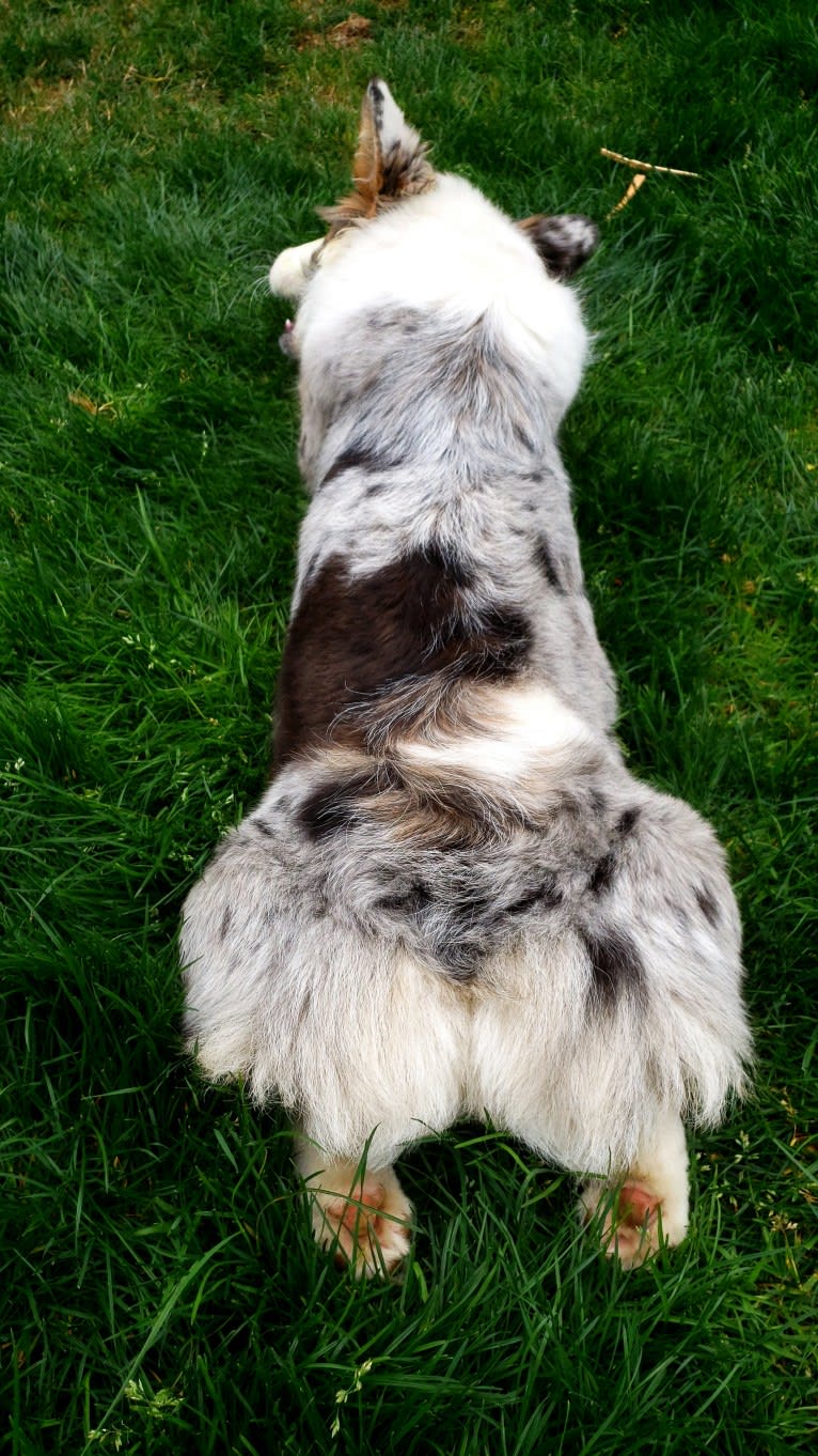 Lady Merle, a Cardigan Welsh Corgi and Pembroke Welsh Corgi mix tested with EmbarkVet.com