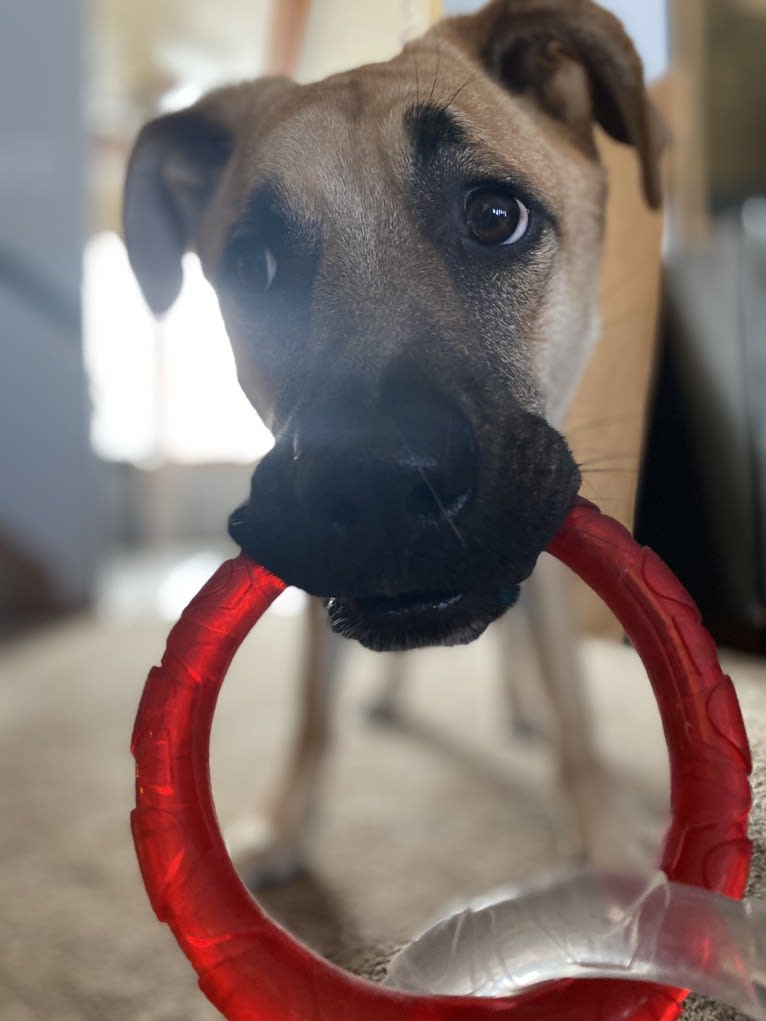 Link, a German Shepherd Dog and Boxer mix tested with EmbarkVet.com