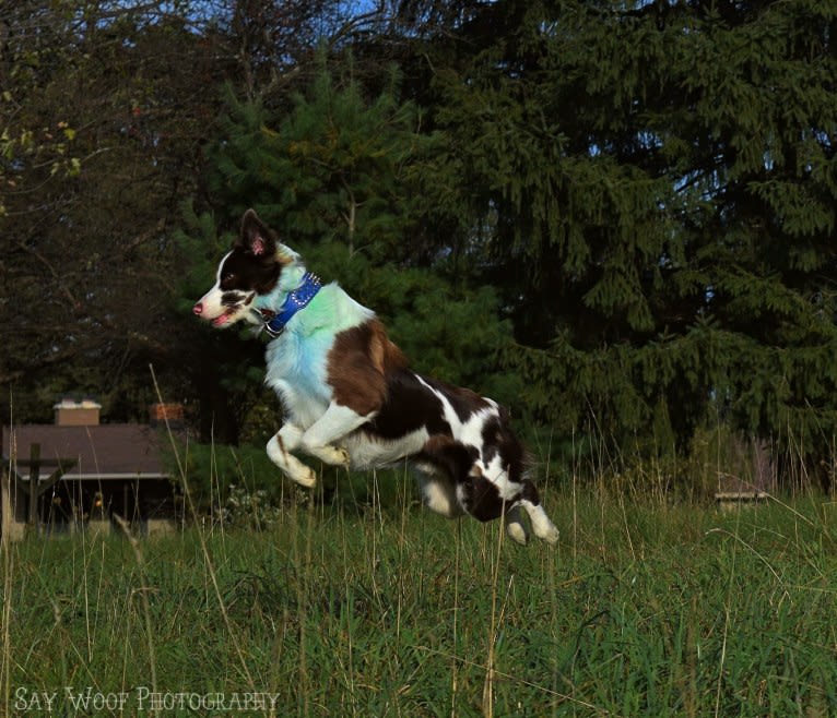 Tate, an Australian Shepherd tested with EmbarkVet.com