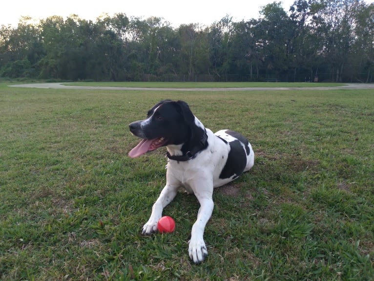 PATIENCE, a Labrador Retriever and American Pit Bull Terrier mix tested with EmbarkVet.com