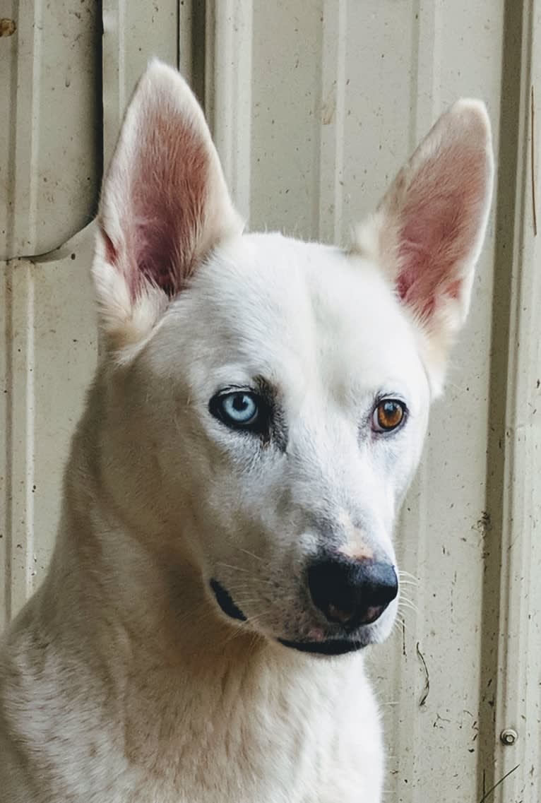 Issah, a Siberian Husky and American Pit Bull Terrier mix tested with EmbarkVet.com