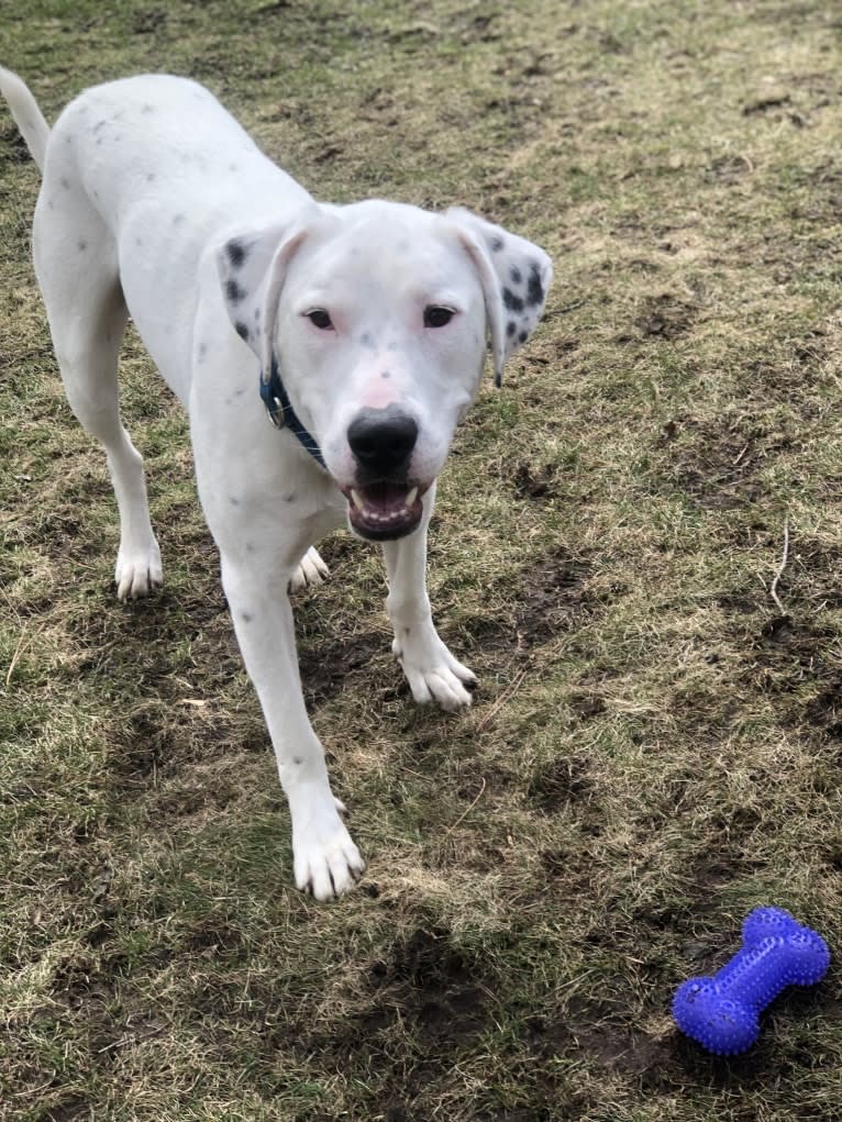 Dylan, an American Bully and Great Pyrenees mix tested with EmbarkVet.com