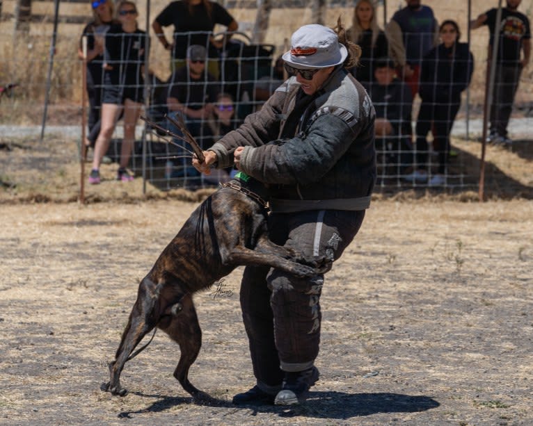 Static, a Dutch Shepherd tested with EmbarkVet.com