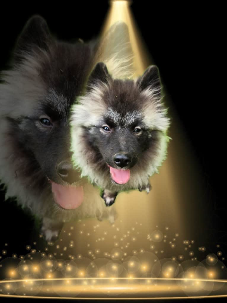 Duchess Lilly Puff Brown, a Keeshond tested with EmbarkVet.com