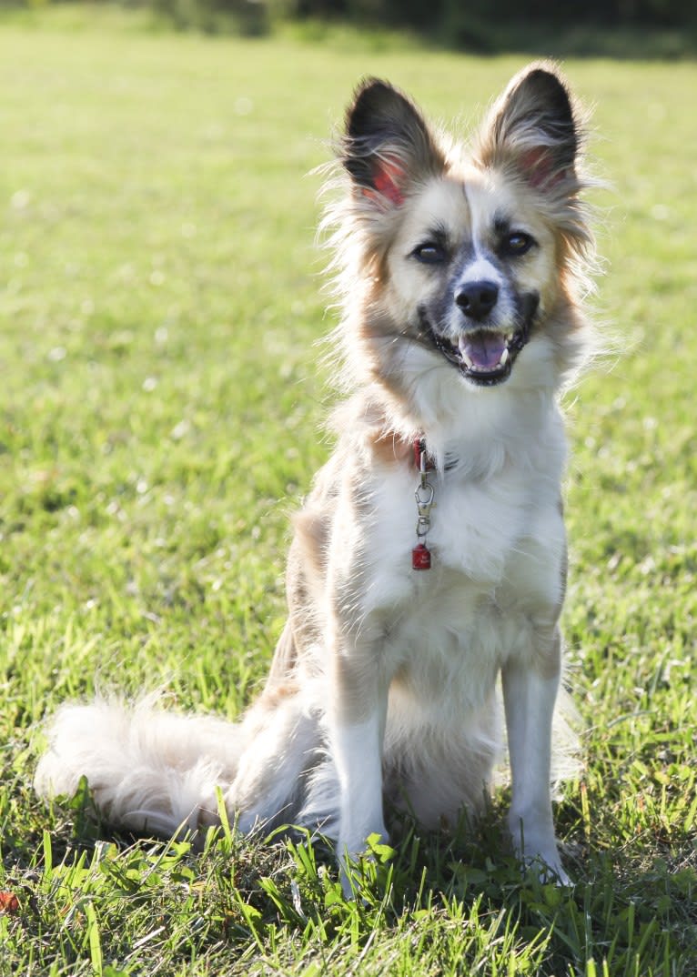 Siren, an American Eskimo Dog and American Pit Bull Terrier mix tested with EmbarkVet.com