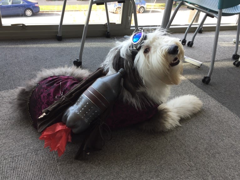 Winston, an Old English Sheepdog tested with EmbarkVet.com