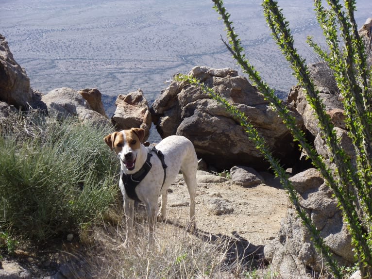 Puck, an Australian Cattle Dog and American Pit Bull Terrier mix tested with EmbarkVet.com