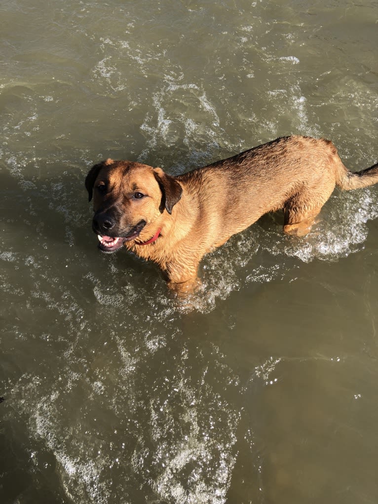 Copper, a Rottweiler and American Pit Bull Terrier mix tested with EmbarkVet.com