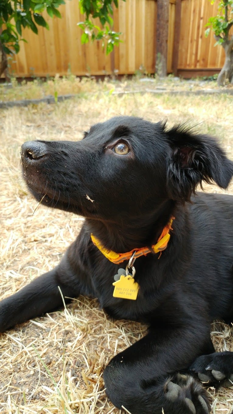 Kona, a Labrador Retriever and Chihuahua mix tested with EmbarkVet.com