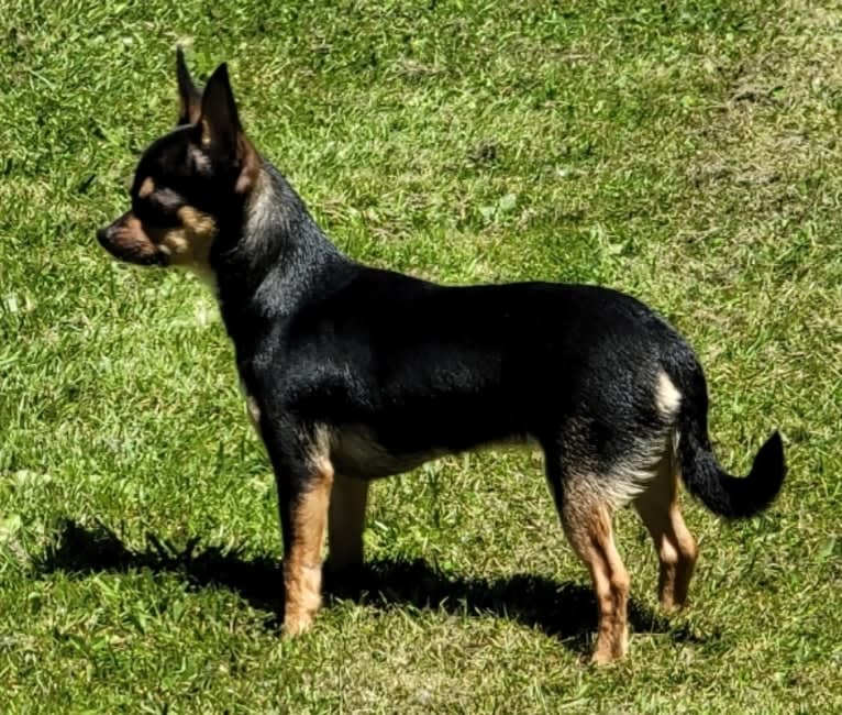 Daytona, a Chihuahua tested with EmbarkVet.com