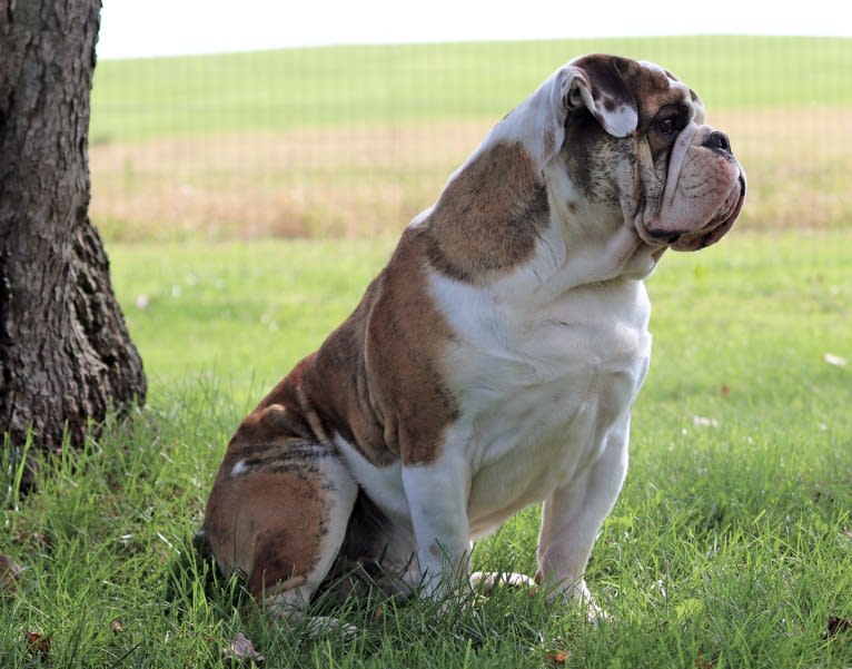Obi, a Bulldog tested with EmbarkVet.com
