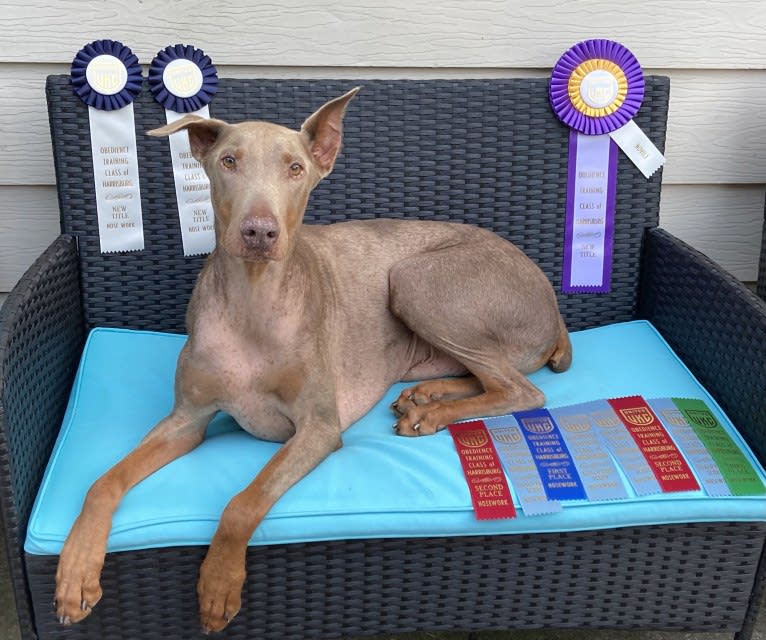 Titan, a Doberman Pinscher tested with EmbarkVet.com