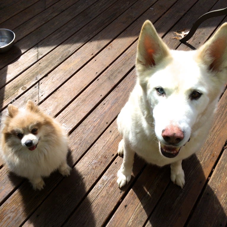 Nanuk, a Siberian Husky and German Shepherd Dog mix tested with EmbarkVet.com