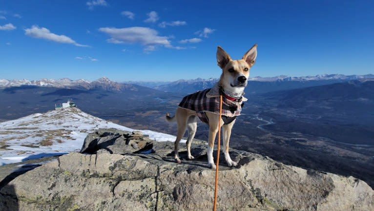 SPRESSO, an Akita and Siberian Husky mix tested with EmbarkVet.com