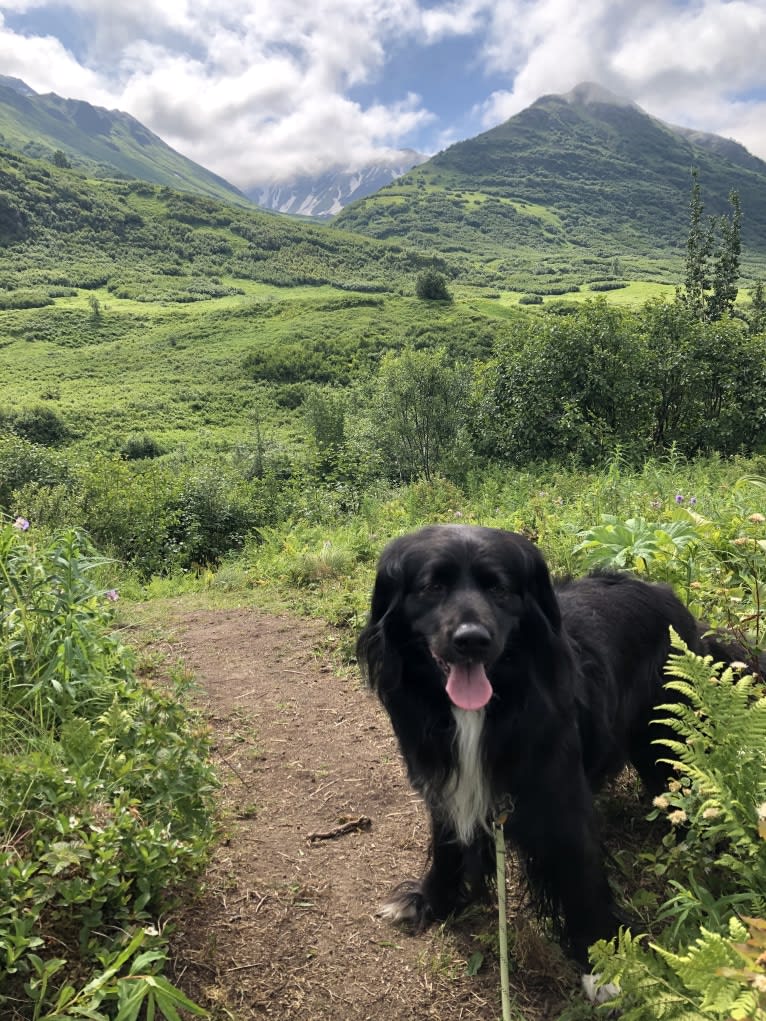 Beauregard, a Cocker Spaniel and Mountain Cur mix tested with EmbarkVet.com