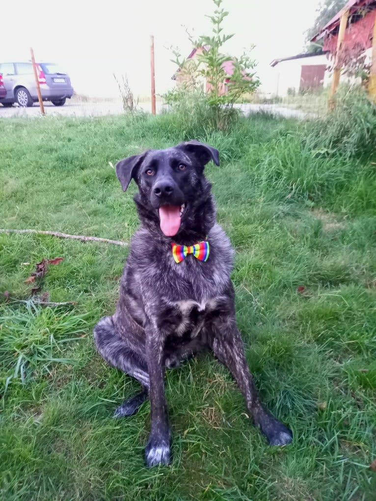 Fjodor, a Central Asian Village Dog tested with EmbarkVet.com