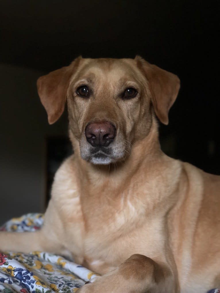 Leiney, a Labrador Retriever and German Shepherd Dog mix tested with EmbarkVet.com
