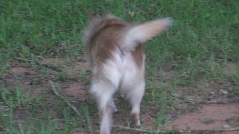 Lassie, a Pomeranian and Rat Terrier mix tested with EmbarkVet.com