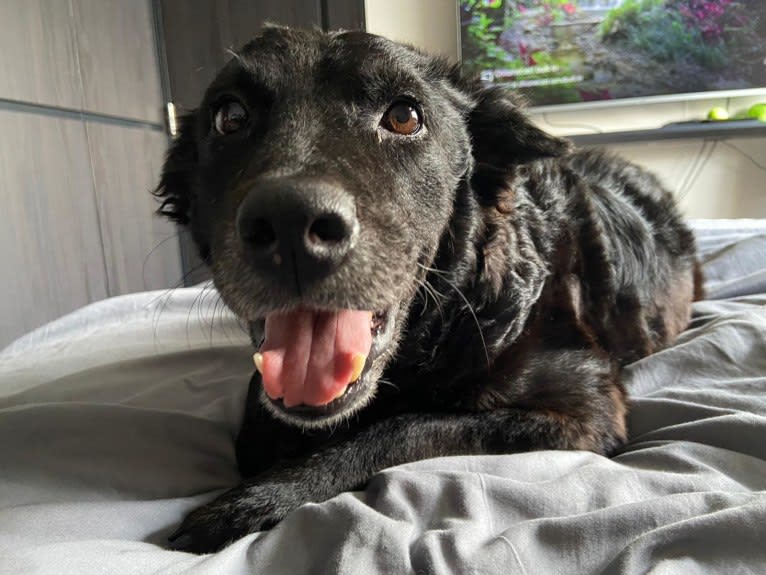 Lulu, a Southeast Asian Village Dog tested with EmbarkVet.com