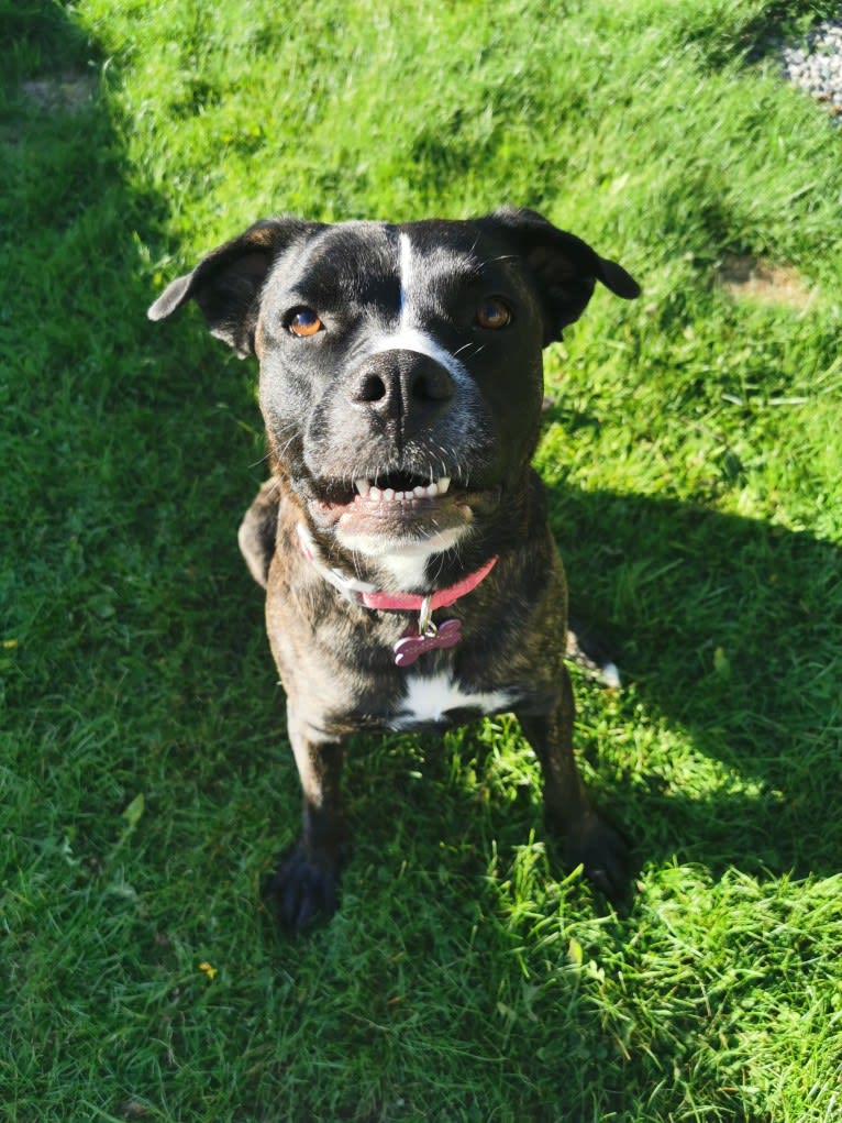 Abby, a German Shepherd Dog and Bulldog mix tested with EmbarkVet.com