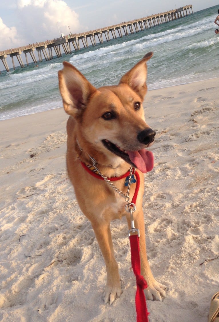 Bradley, a Chow Chow and German Shepherd Dog mix tested with EmbarkVet.com