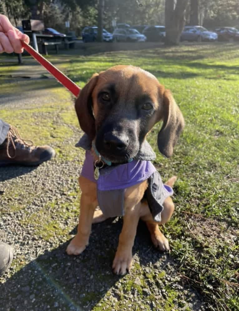 Roux, a Belgian Malinois and Beagle mix tested with EmbarkVet.com