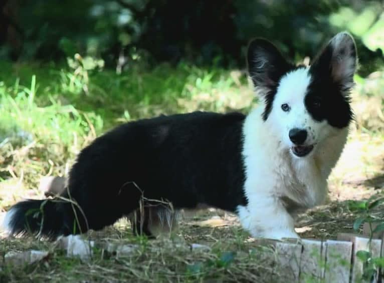 Major Point Jack Classic Clancy, a Cardigan Welsh Corgi tested with EmbarkVet.com