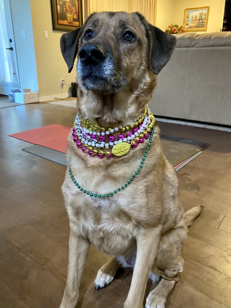 Sansa, a Labrador Retriever and German Shepherd Dog mix tested with EmbarkVet.com