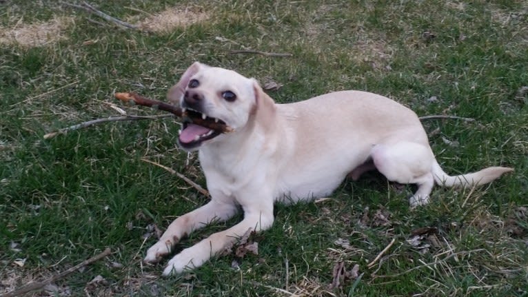 George, a Poodle (Small) and Chihuahua mix tested with EmbarkVet.com