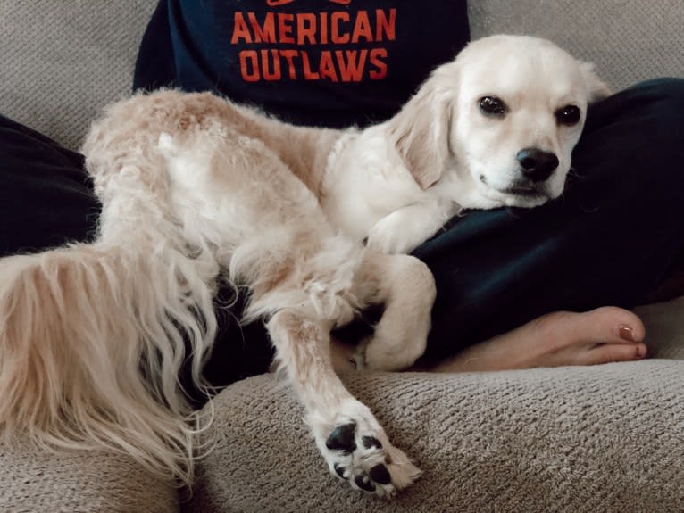 Sammy, a Cocker Spaniel and Poodle (Small) mix tested with EmbarkVet.com