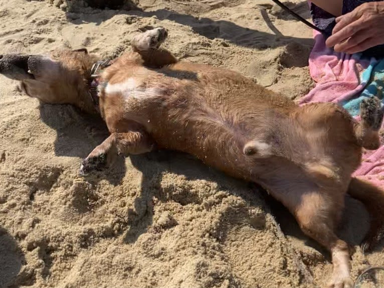 URO3 NI NE Jacob Levi RI SWA SHDNE CGCA TKP RATN RL1X RL2 RLV2X CW-ARA CW-DDA CW-Ob2A, a Dachshund tested with EmbarkVet.com