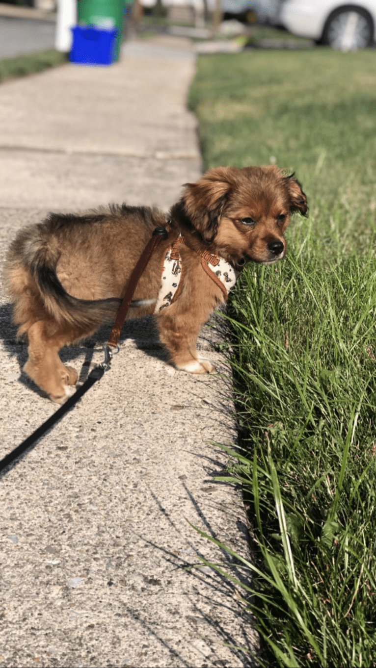 Bear Boombatz, a Pekingese and Chihuahua mix tested with EmbarkVet.com