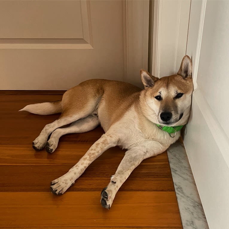 Owston, a Shiba Inu tested with EmbarkVet.com