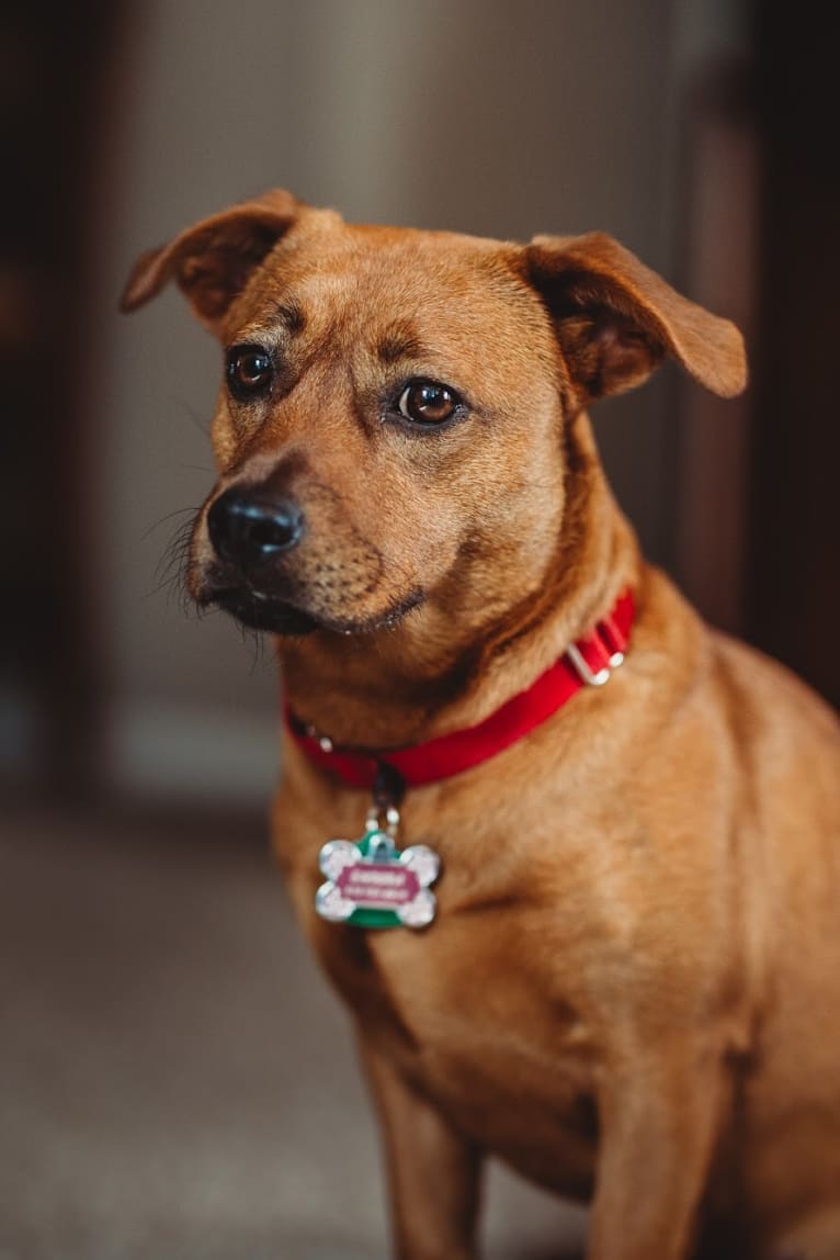 Endora, a Shih Tzu and Australian Cattle Dog mix tested with EmbarkVet.com