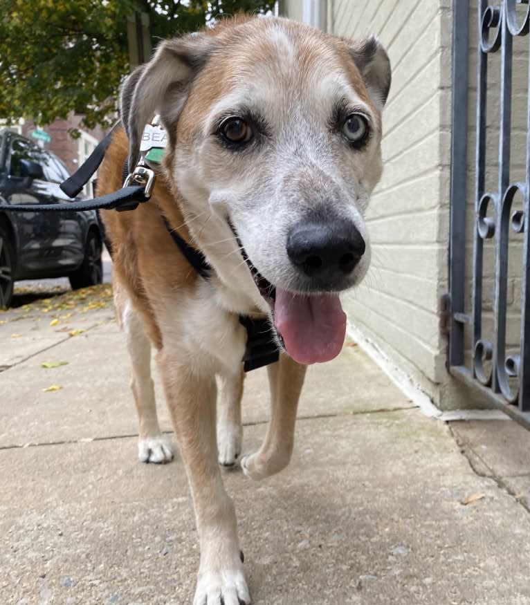 Bear, an Australian Cattle Dog and German Shepherd Dog mix tested with EmbarkVet.com