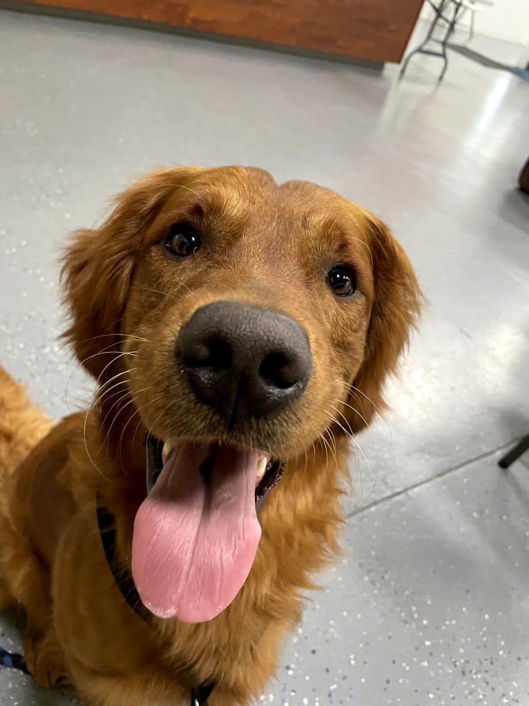 Eclipse, a Golden Retriever tested with EmbarkVet.com