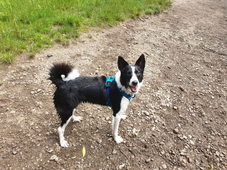 Basenji border collie mix deals