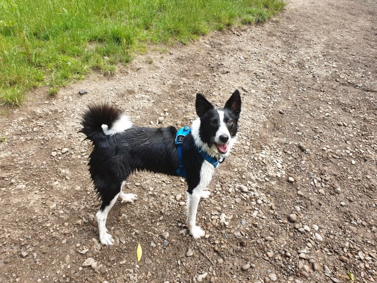 Jac, a Samoyed and Border Collie mix tested with EmbarkVet.com