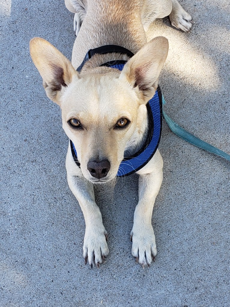 Swivel, a Chihuahua and Poodle (Small) mix tested with EmbarkVet.com