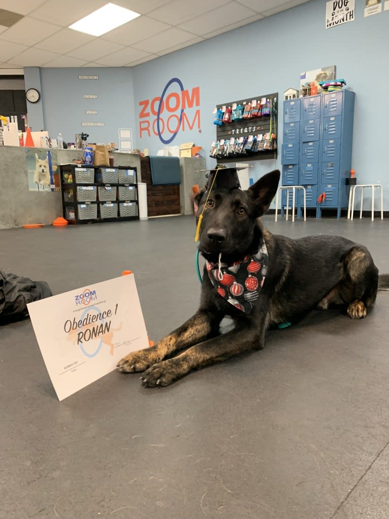 Ronan, a German Shepherd Dog and Belgian Malinois mix tested with EmbarkVet.com