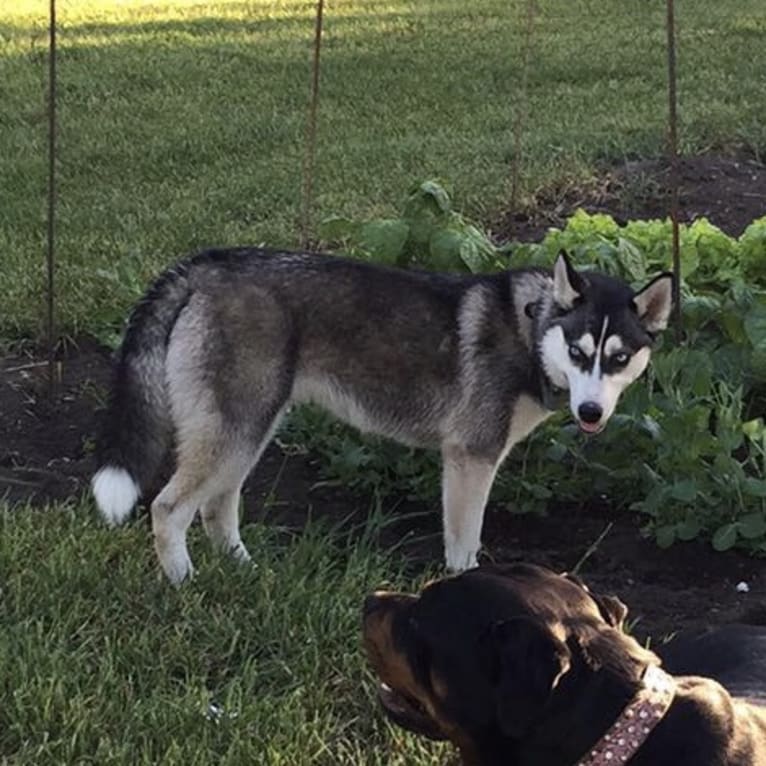 Mika, a Siberian Husky tested with EmbarkVet.com