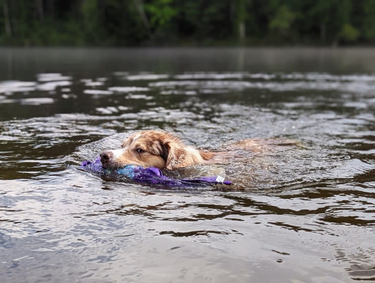 Neville, an Australian Shepherd tested with EmbarkVet.com